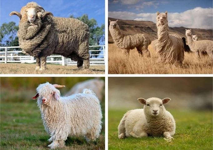 Different types of wool Different types of wool